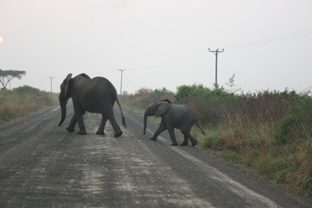 5 Days Lake Mburo & Queen Elizabeth